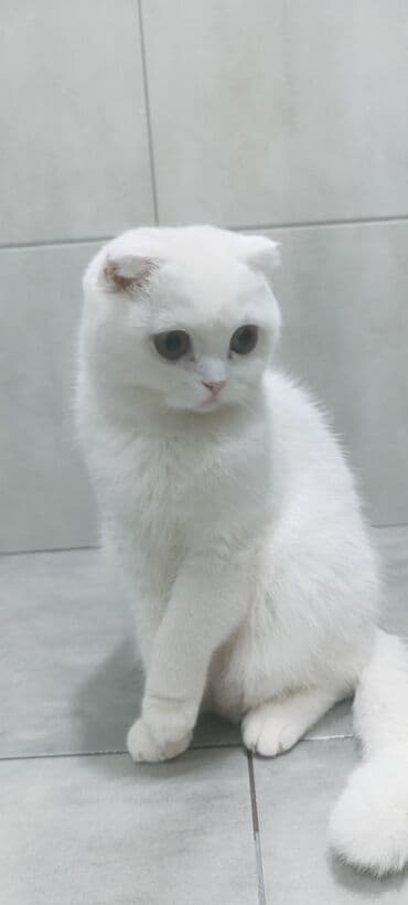 pişim: Şotland, Dişi, Yaxşı əllərə, Ünvandan götürmə, Rayonlara çatdırılma, Pulsuz çatdırılma — 4