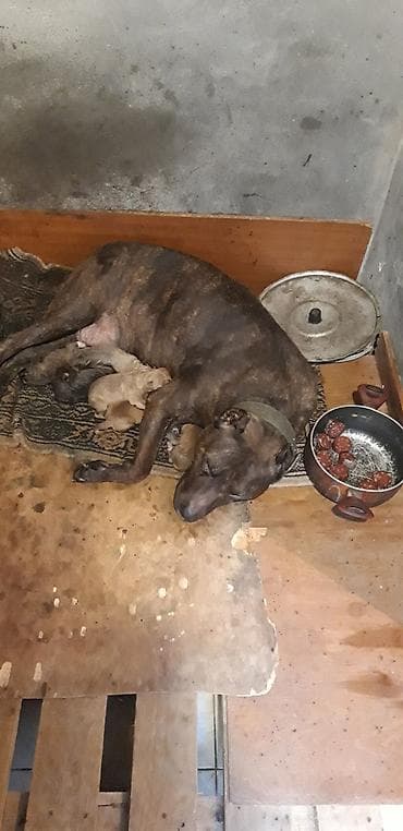 barter itle: Pitbul — 5