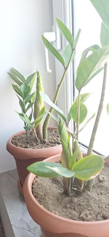 dekor ağaclar: ZZ bitkisi (Zamioculcas zamiifolia) – qapalı məkanlar üçün dekorativ — 5