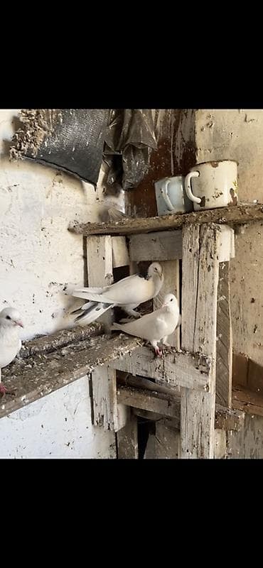 delfin göyərçin: Balaca ev göyərçin sürüsü - Növlər: əsasən ağ rəngli, bəzi quşlarda — 1