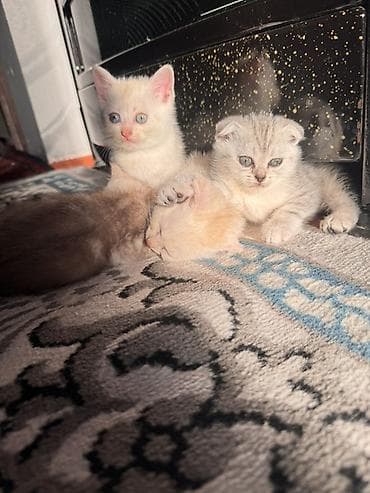 pişik həkimi: Şotland, Dişi, Erkək, Yaxşı əllərə, Ödənişli çatdırılma — 5