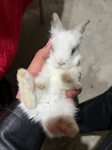 Dekorativ Lionhead bala dovsanlar saglam, aktiv ve cox sirin bala