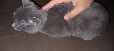 где продаются кошки: Самец, В добрые руки, Самовывоз — 4