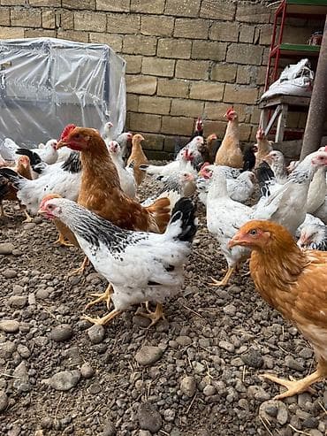 kuçinka toyuqları: Kənd çolpaları 900qr - 1 kq Çox sayda alana qiymətdə endirim — 5