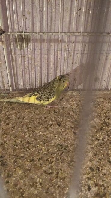 əbabil quşu: Baladilar rengbereng 20 denedi Unvan Bileceri — 3