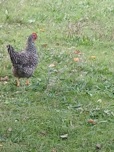 kekilli toyuq: Xoruz, il: 1, Ünvandan götürmə — 6