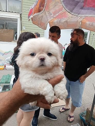 Pekines, Sənədli