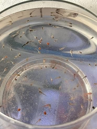 kirpi eti satışı: Alive Nərə balığı, Topdan, Ödənişli çatdırılma — 2