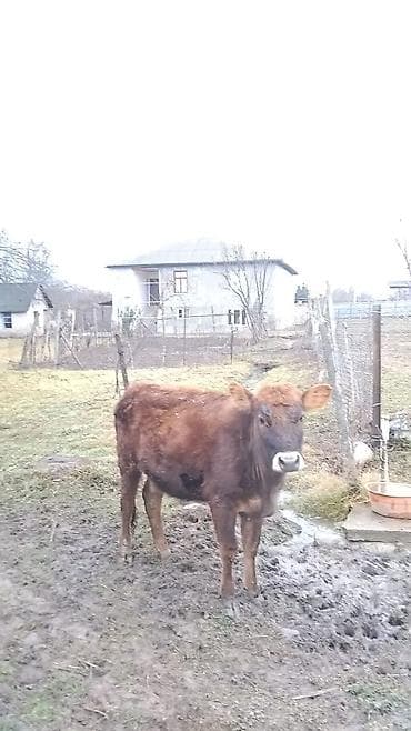 Asia: Теленок, Самец, месяцев: 1, Для разведения — 1