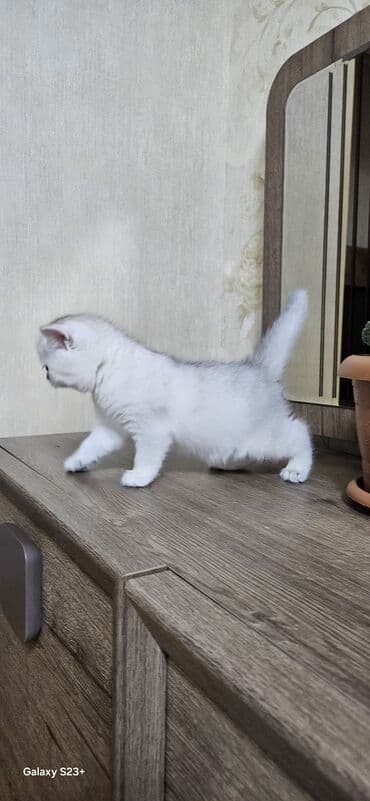 Digər heyvanlar: Şinşilla, Erkək, Yaxşı əllərə, Ünvandan götürmə — 7