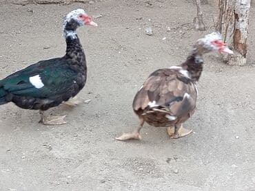 Krasnadar 1denede agaara erkeyler kökdüler tumluga Eladi maşdagadadi