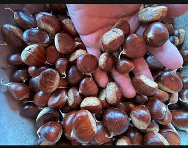 ayaq altinda mazol: Каштаны отечественные — 1