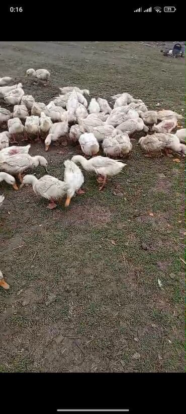 Heyvanlar üçün mallar: Ağ Pekin ördəkləri - Cins: Pekin (ağ lələklər, narıncı gaga və — 4