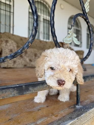 afcarka balası: Pudel, 1 ay, Dişi, Pulsuz çatdırılma — 3