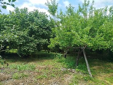 12 sot, Tikinti, Mülkiyyətçi, Kupça (Çıxarış) — 4