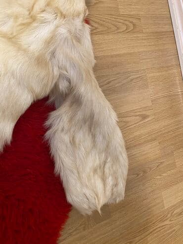 uşaqlar üçün demisezon jiletkalar: Şubala esildir tukleri tokulmur,isti saxlıyır.38-40 razmere — 6