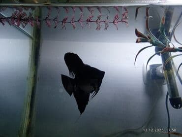 Sülhsevər, Ödənişli çatdırılma, Ünvandan götürmə lalafo.az -da Sülhsevər, Ödənişli çatdırılma, Ünvandan götürmə