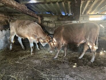 heyvan bazari inekler: Самка, лет: 1, 100120 кг, Для разведения — 11