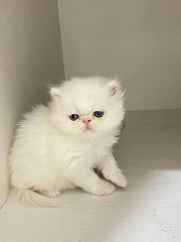 ag xaski: Fars, Erkək, Dişi, Yaxşı əllərə, Ünvandan götürmə, Ödənişli çatdırılma — 3