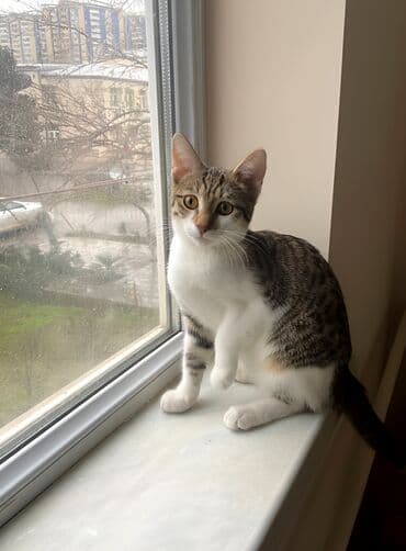 ev iti satilir: Dişi, Yaxşı əllərə — 2