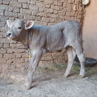 Digər kənd təsərrüfatı heyvanları: Boz rəngli dana – ətlik/südlük istiqamət üçün perspektivli — 3