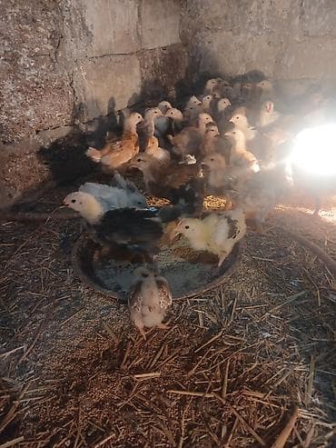 it adlari azeri: Toyuq cücələri, Ətlik — 4