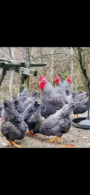 Digər heyvanlar: Toyuq, Damazlıq — 4