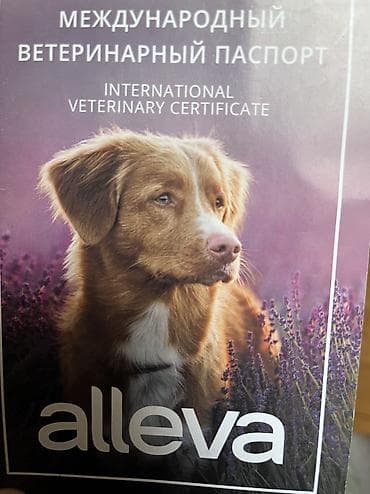 karella quş: Şpitz, 10 ay, Erkek — 5