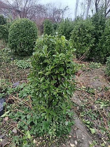 fıstıq ağacı: Ağaclar — 3