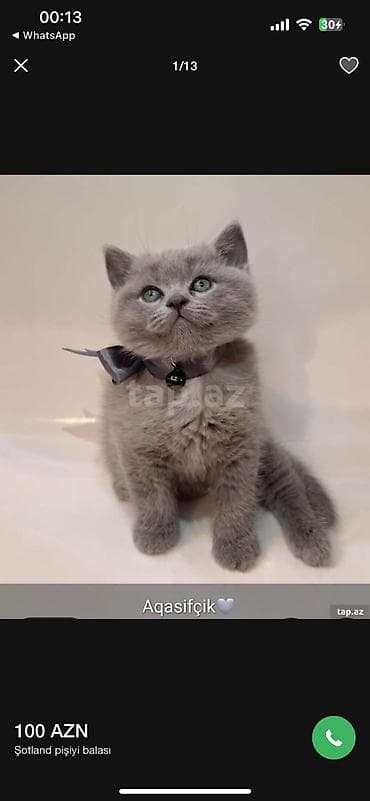 golden pişik: Şotland — 2