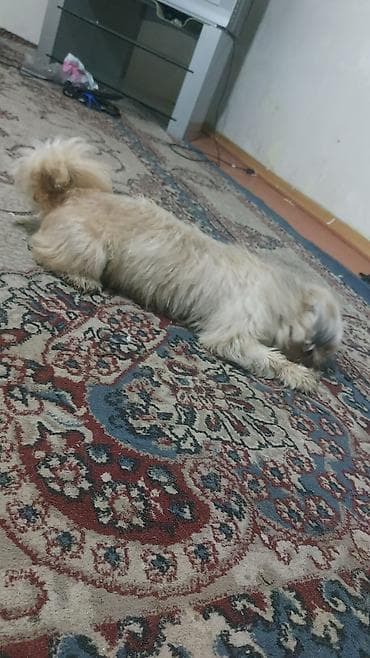 İtlər: Shi-tsu, 1 il, Dişi, Ödənişli çatdırılma — 2