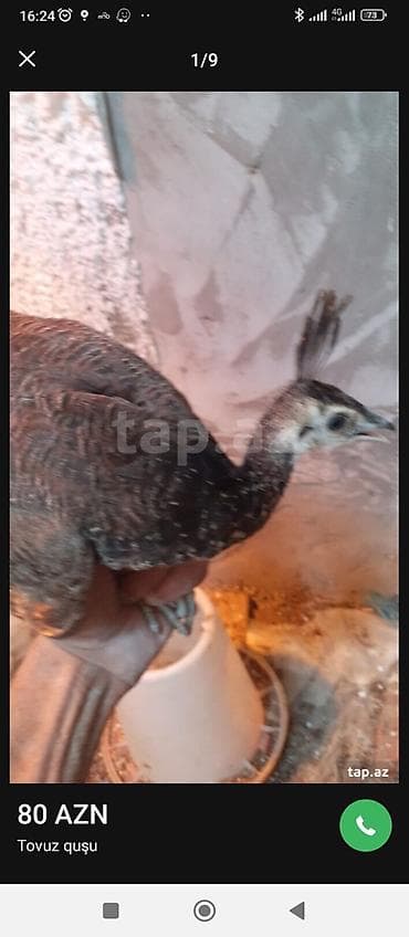 it yemi: Tovuz quşu balası (paun cücəsi) - Növ: Tovuz quşu (peafowl) – gənc — 1