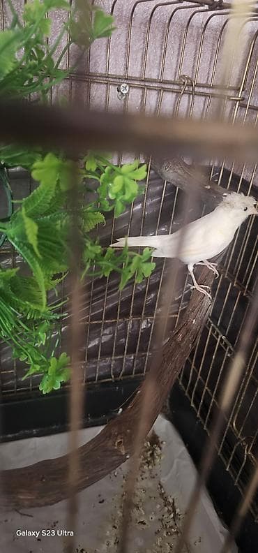 satılan itler: Ağ rengde bül bül satılır qəfəslə bir yerde 70 m endirim olunacağ — 4