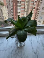 orxideya gülü: Sanseveria (qilinc gulu) — 5