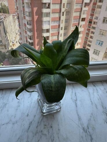 gülle: Sanseveria (qilinc gulu) — 3