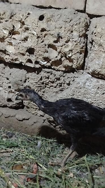 oh shamo: Toyuq cücələri, Damazlıq, Ünvandan götürmə — 2