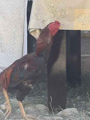heyratı pleymut: Məhsul: Xoruz (yerli cins) Təsvir:salam hərkəsə heyratı xoruzdu 90 — 4