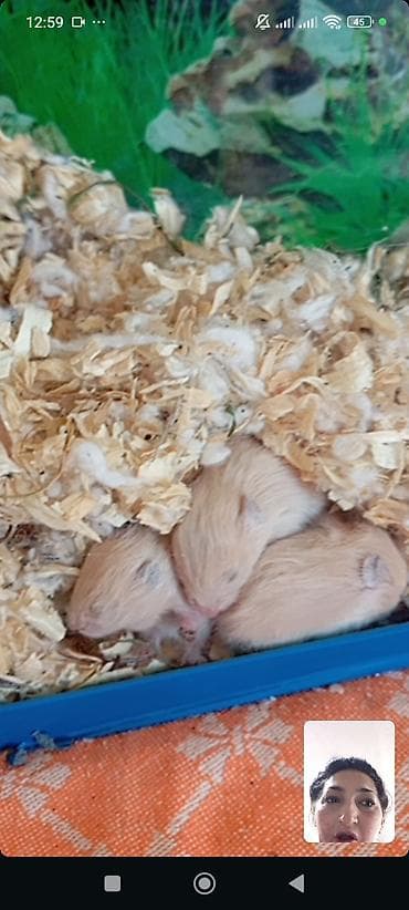 hamster satisi: Suriyalı (Suriya) hamster balaları Məhsul təsviri: - Növ: Suriyalı — 3