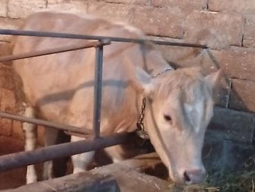 mal heyvan satisi: Damazliq kimi satılır qan şaroledi Bilen Bilir Başı Boş adamlar — 3