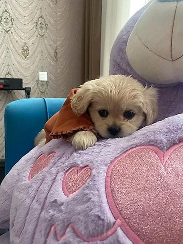 Heyvanlar: Cins: kiçik ölçülü dekorativ balaca it balası Rəng: krem-bej Tük — 2