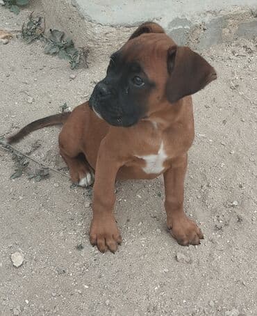 1 aylık doberman: Bokser, 3 ay, Erkek, Peyvəndli — 3