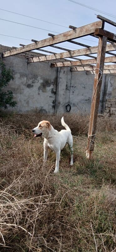 it alanlar: Qurdbasar, 1 il, Dişi, Peyvəndli, Ünvandan götürmə — 4