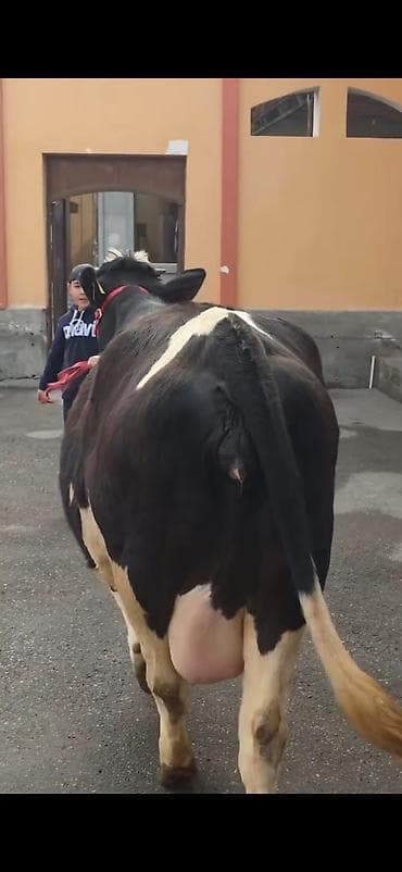 tap.az qaz: 8.10 güne dogacaq birinci qarina dogacaq bu cavan heyandi — 6