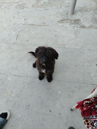 dekor guzgu: Güzgü Divar üçün, Oval, Dekorativ, Çərçivə ilə — 2