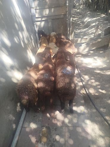 Рогатый скот: Məhsul: Qoyunlar (kiçik sürü) 8 quzudu 5 dişi 3 erkek biri 175 le cuzi — 2