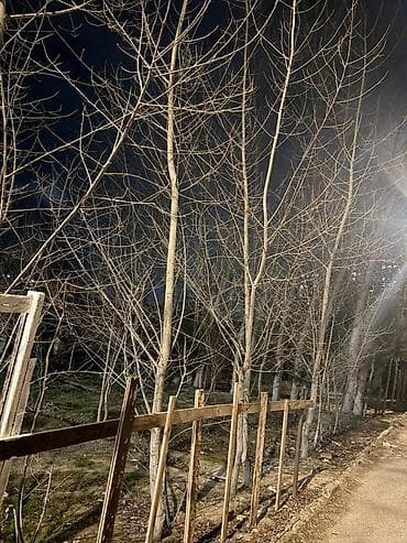 Torpaq: Tikinti — 5