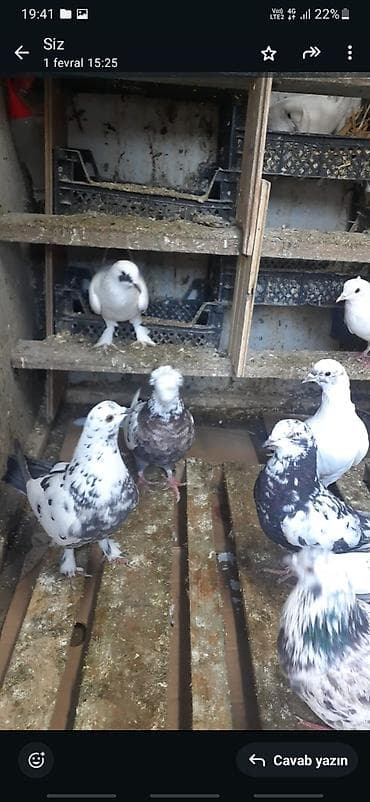 dosan sekili: Tecili hamsi optum satilir qirmizi bawlar bir yerde. qiymet — 10