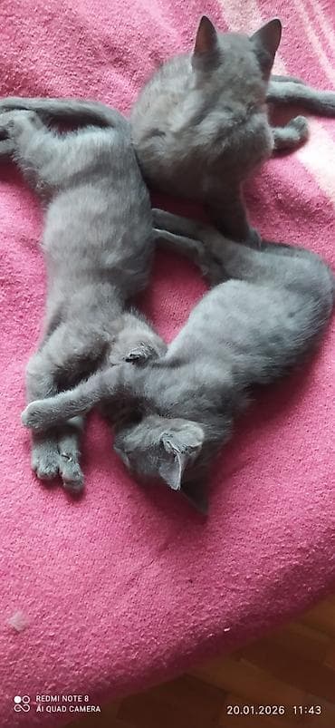 boyumeyen pisik: Rus mavi — 5