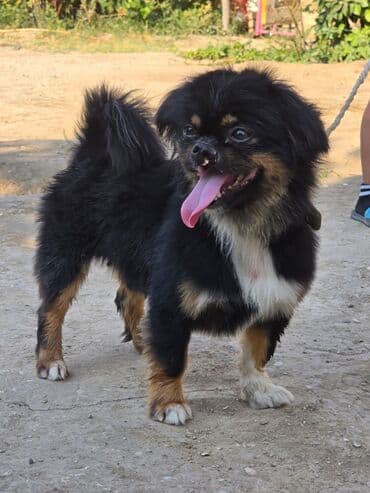 it növü: Pekines, 2 il, Erkek, Ünvandan götürmə — 1
