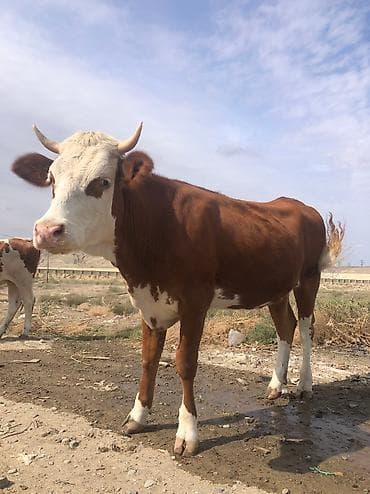 Dişi, Simental, il: 3, 400 kq, Damazlıq, Ünvandan götürmə